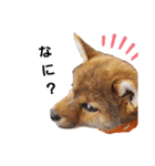 柴犬モナスタンプ（個別スタンプ：5）