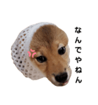柴犬モナスタンプ（個別スタンプ：6）