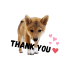 柴犬モナスタンプ（個別スタンプ：7）