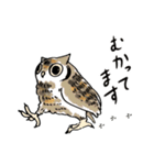幸せのフクロウカフェchouette 大阪 心斎橋（個別スタンプ：5）