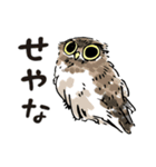 幸せのフクロウカフェchouette 大阪 心斎橋（個別スタンプ：6）