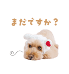ジョリオスタンプ（個別スタンプ：1）