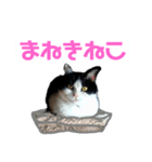 ikurama(はちわれ)（個別スタンプ：7）