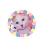 白ねこのみるく（個別スタンプ：3）