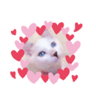 白ねこのみるく（個別スタンプ：5）