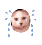 白ねこのみるく（個別スタンプ：6）