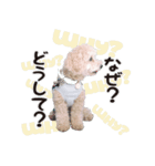 190817225210.825H7Gk.（個別スタンプ：6）