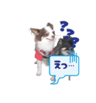 うたとチョコ（個別スタンプ：3）