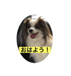 パピヨンだけどファーレン だよ！3（個別スタンプ：1）