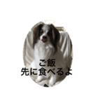 パピヨンだけどファーレン だよ！3（個別スタンプ：4）