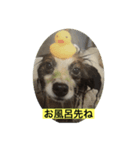 パピヨンだけどファーレン だよ！3（個別スタンプ：5）