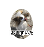 パピヨンだけどファーレン だよ！3（個別スタンプ：6）