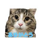 日本ペット【くーちゃん】スタンプ1（個別スタンプ：3）