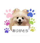 コタ＆チャタスタンプ☺︎（個別スタンプ：1）