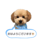 コタ＆チャタスタンプ☺︎（個別スタンプ：5）