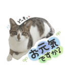 すずた☆スタンプ（個別スタンプ：5）