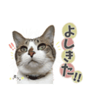 すずた☆スタンプ（個別スタンプ：7）
