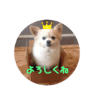 レンレンスタンプ②（個別スタンプ：7）