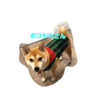 柴犬さっちゃんさん（個別スタンプ：1）