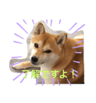 柴犬さっちゃんさん（個別スタンプ：3）
