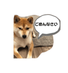 柴犬さっちゃんさん（個別スタンプ：6）