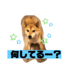 柴犬さっちゃんさん（個別スタンプ：7）