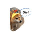 柴犬さっちゃんさん（個別スタンプ：8）