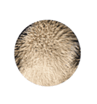 firework（個別スタンプ：8）