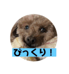 mocoの1日 その6（個別スタンプ：1）