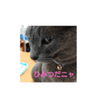 猫好きからの猫好きのための猫スタンプ（個別スタンプ：1）