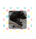 猫好きからの猫好きのための猫スタンプ（個別スタンプ：2）