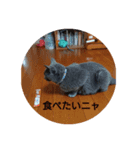 猫好きからの猫好きのための猫スタンプ（個別スタンプ：4）