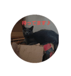 猫好きからの猫好きのための猫スタンプ（個別スタンプ：6）