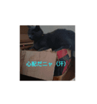 猫好きからの猫好きのための猫スタンプ（個別スタンプ：8）