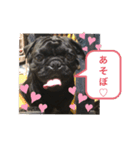 毎日使える黒犬のスタンプ♡（個別スタンプ：2）