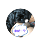 毎日使える黒犬のスタンプ♡（個別スタンプ：3）