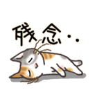 晴れ猫（個別スタンプ：13）