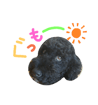 黒プーの豆太くん7（個別スタンプ：1）