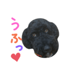 黒プーの豆太くん7（個別スタンプ：5）
