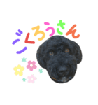 黒プーの豆太くん7（個別スタンプ：6）