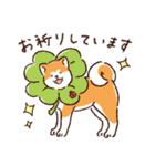 毎日！あきたわんこ〈成犬編〉（個別スタンプ：31）