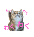 困り顔コマちゃん（個別スタンプ：3）