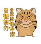 Tabby Milktea Cat II（個別スタンプ：17）