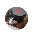 ねこのごんちゃん（個別スタンプ：1）