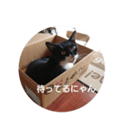 ねこのごんちゃん（個別スタンプ：2）