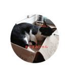 ねこのごんちゃん（個別スタンプ：3）