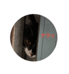 ねこのごんちゃん（個別スタンプ：5）