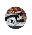 ねこのごんちゃん（個別スタンプ：7）