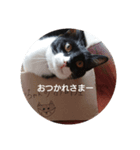 ねこのごんちゃん（個別スタンプ：8）