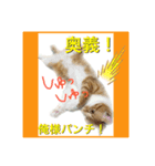 みー太郎の日常、第3弾！（個別スタンプ：2）